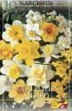 Нарцисс Смесь крупнокорончатых нарцисов 12-14 10 шт