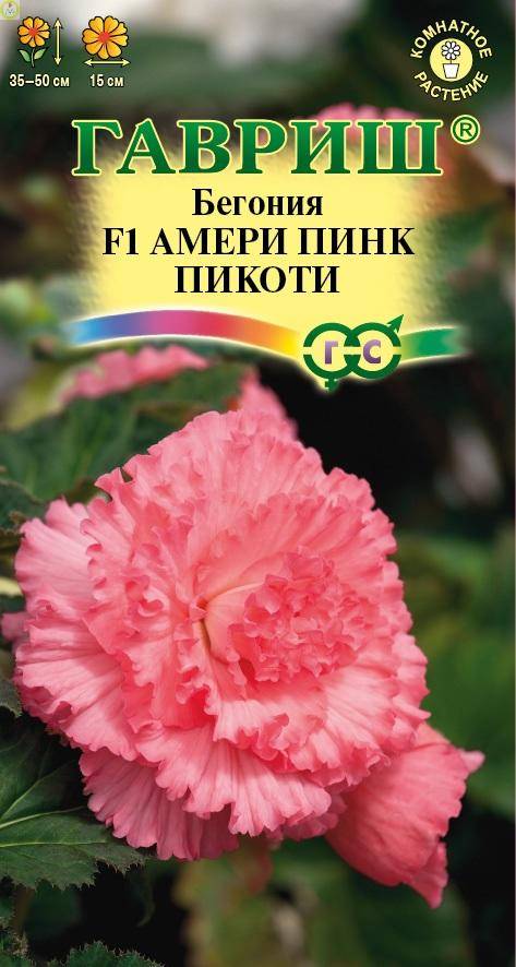 Бегония Амери пинк пикоти F1 Гав