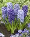 Гиацинт Блю Микс 3 шт 14/15