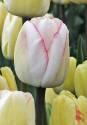 Тюльпан РЭМ 10 шт