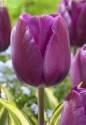 Тюльпан Мадху 10 шт