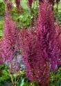 Астильба Хар Ван Дер Меер 1 шт