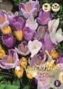 Микс крокусов 7/8 К106014 