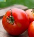Томат Превосходный 176 УД