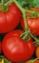 Томат Москвич ЦС
