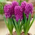 Гиацинт Перпл Сенсейшн 5 шт