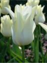 Тюльпан Баллада Уайт 8 шт