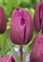 Тюльпан Пурпл Клауд 10 шт