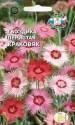 Гвоздика перистая Краковяк Сед