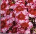 Гвоздика Диана малиновая с каймой ССО