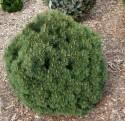 Сосна Pinus uncinata Hnizdo C2 