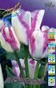 Тюльпан Дель Пьеро 11/12 7 шт