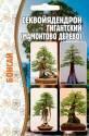 Секвойядендрон гигантский Бонсай Реш