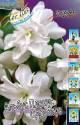 Нарцисс Альбус Пленус Одоратус 3 шт