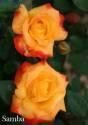Роза Самба 1 шт флорибунда