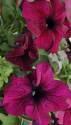 Петуния Танго бургунди F1 ССО