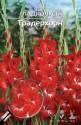 Гладиолус Традерхорн 10/12 7 шт
