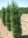 Сосна Pinus strobus Fastigiata C1,5 