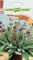 Шалфей Кубанец лекарственный Гав