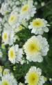 Пиретрум (матрикария) Белые звезды ССО