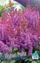 Астильба Пурпл Рейн 1 шт