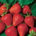 Земляника садовая Моллинг Сентинэри 5 шт