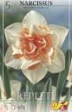 Нарцисс Риплет 12/14 5 шт