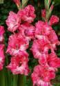 Гладиолус Пинк Перл 10/12 100 шт