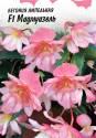 Бегония Мадемуазель клубневая амп серия Розовые сны F1 Гав