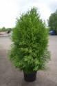 Туя западная Брабант ball 80-100cm