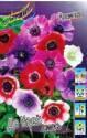Анемона Де Каен 5/6 смесь 10 шт