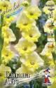 Гладиолус Банана Айс 10/12 100 шт 