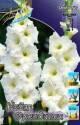 Гладиолус Уайт Френдшип 12/14 100 шт