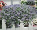 Бакопа Голубой топаз СиО