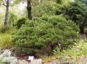 Сосна Pinus mugo mugo С3