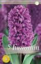 Гиацинт Мисс Сайгон 5шт 16/17