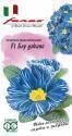 Примула Блу джинс F1 обыкновенная Гав