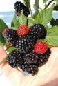 Ежевика кустистая Релевант P9