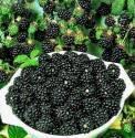 Ежевика кустистая Трипл Краун Р9