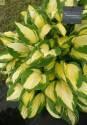 Хоста Джерджия Свитхарт 1 шт 