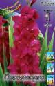 Гладиолус Пламтарт 12/14 100 шт