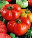 Помидоры Красный буйвол F1 СиО