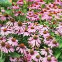 Эхинацея Пурпурная мантия СиО