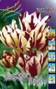 Тюльпан Флэминг Клаб 11/12 100 шт