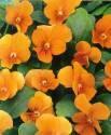 Фиалка Оранжевая рогатая Аэл