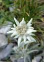 Эдельвейс альпийский СиО