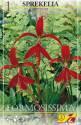 Шпрекелия Формосисия 18/+ 1  шт 