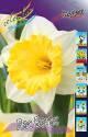Нарцисс Лас Вегас 10 шт