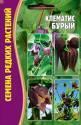 Клематис Бурый Реш