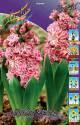 Гиацинт Дабл Эрос 5 шт